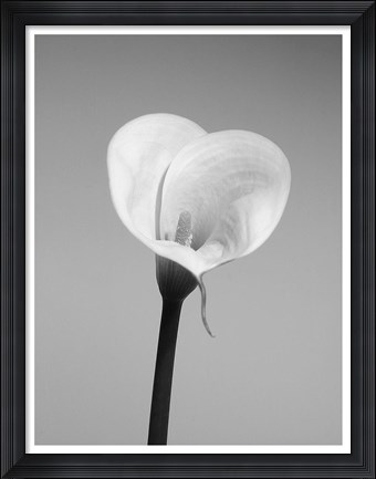 Framed Calla No. 2 Print