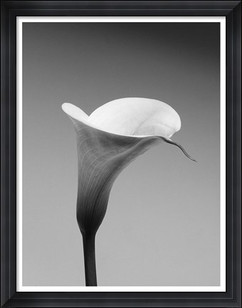 Framed Calla No. 3 Print