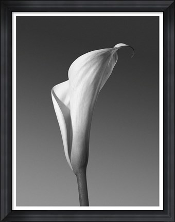 Framed Calla No. 4 Print