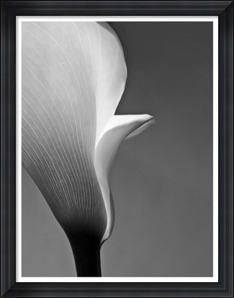 Framed Calla No. 5 Print