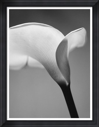 Framed Calla No. 6 Print