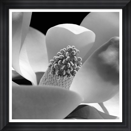 Framed Fibonacci 1 Print