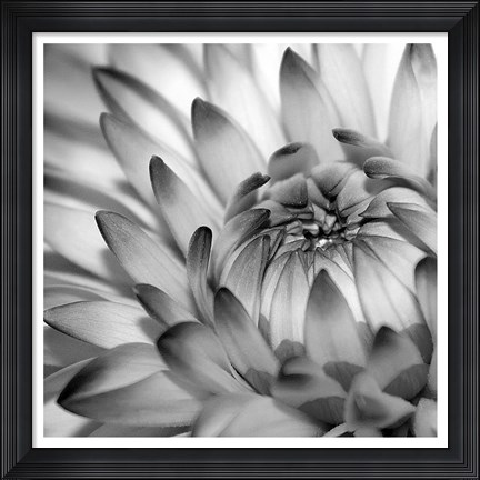 Framed Fibonacci 2 Print