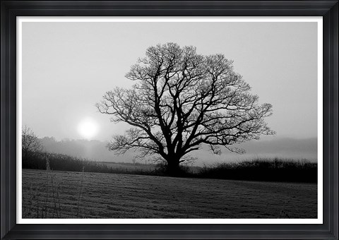 Framed Meadow Tree Print