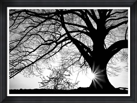 Framed Oak Silhouette Print