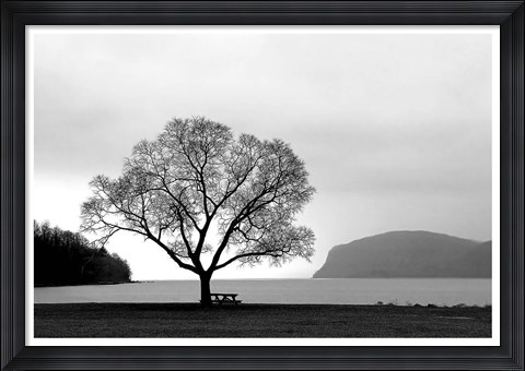 Framed Picnic Tree Print