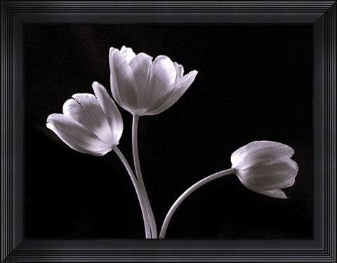 Framed Three Tulips Print