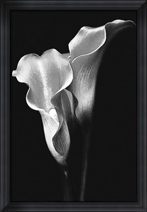 Framed Two Callas Print