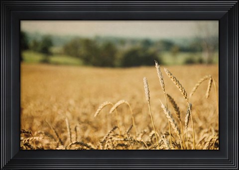 Framed Blissful Country I Print