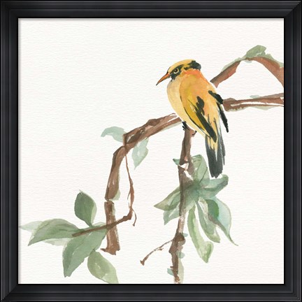 Framed Black Napped Oriole Print