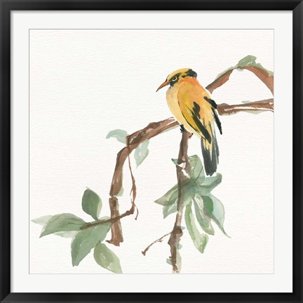 Framed Black Napped Oriole Print