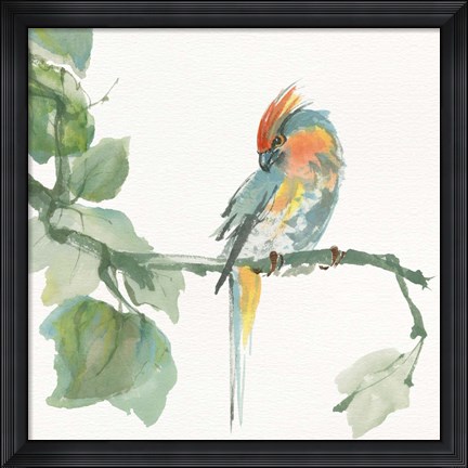 Framed Crested Cockatoo Print