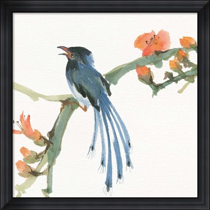 Framed Formosan Blue Magpie Print