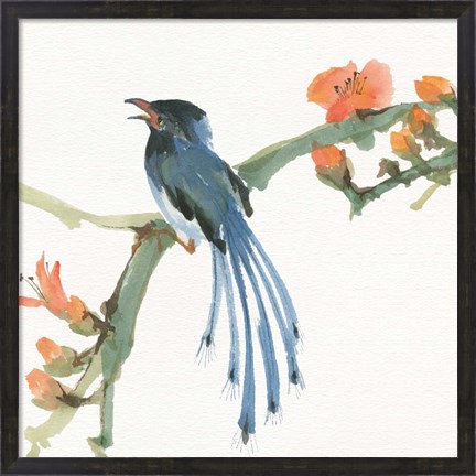 Framed Formosan Blue Magpie Print