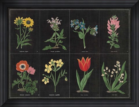 Framed Botanical on Black Chart I Print