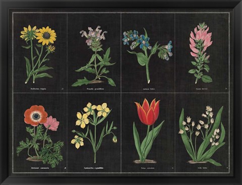 Framed Botanical on Black Chart I Print