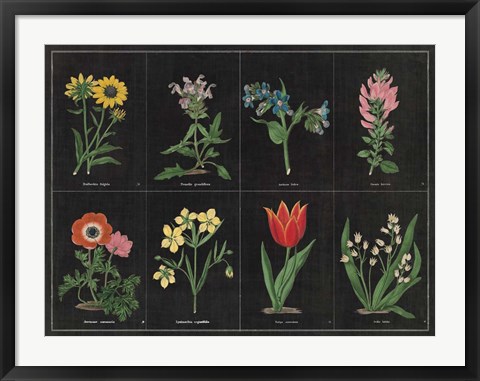 Framed Botanical on Black Chart I Print