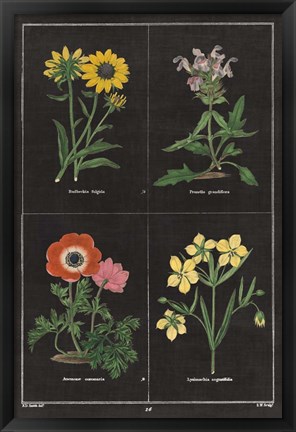 Framed Botanical on Black Chart II Print