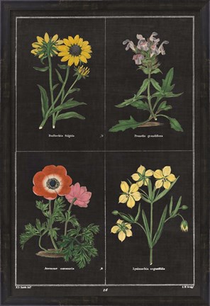 Framed Botanical on Black Chart II Print