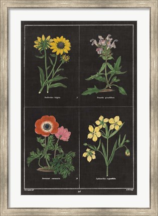 Framed Botanical on Black Chart II Print