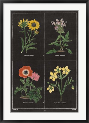 Framed Botanical on Black Chart II Print