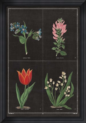 Framed Botanical on Black Chart III Print