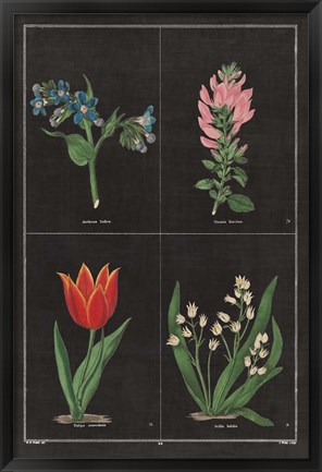 Framed Botanical on Black Chart III Print