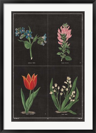 Framed Botanical on Black Chart III Print