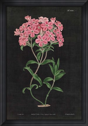 Framed Botanical on Black Chart VI Print