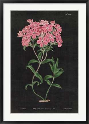 Framed Botanical on Black Chart VI Print