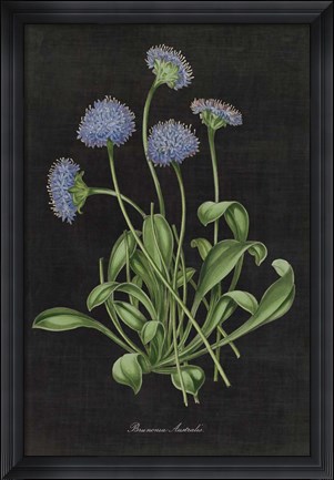 Framed Botanical on Black Chart VII Print
