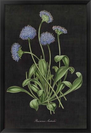 Framed Botanical on Black Chart VII Print