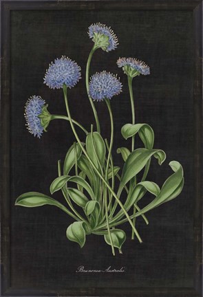 Framed Botanical on Black Chart VII Print