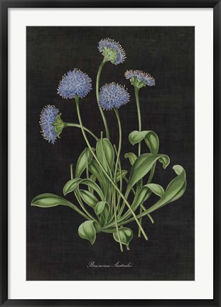 Framed Botanical on Black Chart VII Print