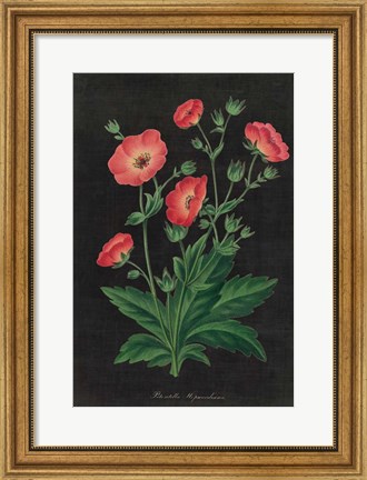 Framed Botanical on Black Chart XII Print