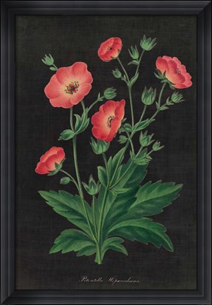 Framed Botanical on Black Chart XII Print