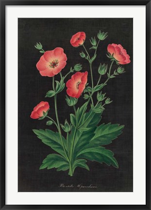 Framed Botanical on Black Chart XII Print