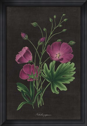 Framed Botanical on Black Chart XIII Print