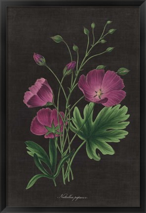 Framed Botanical on Black Chart XIII Print