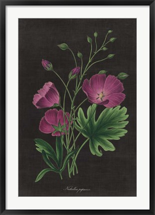 Framed Botanical on Black Chart XIII Print