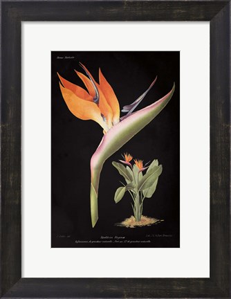 Framed Strelitzia Reginoe on Black Print