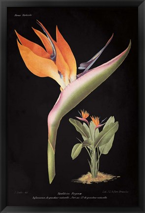 Framed Strelitzia Reginoe on Black Print