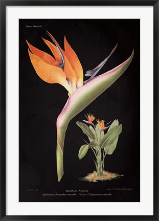 Framed Strelitzia Reginoe on Black Print