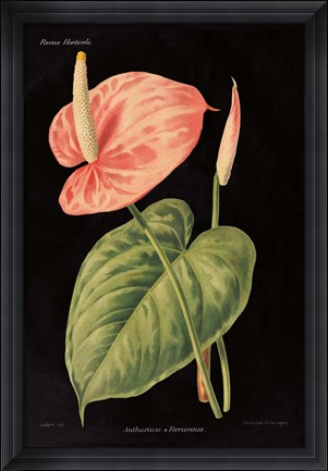 Framed Anthurium Ferrierense on Black Print
