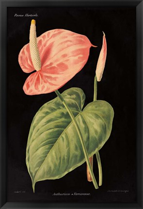 Framed Anthurium Ferrierense on Black Print