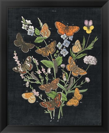 Framed Butterfly Bouquet on Black I Print