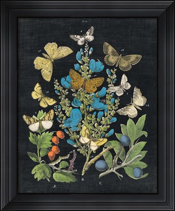 Framed Butterfly Bouquet on Black II Print