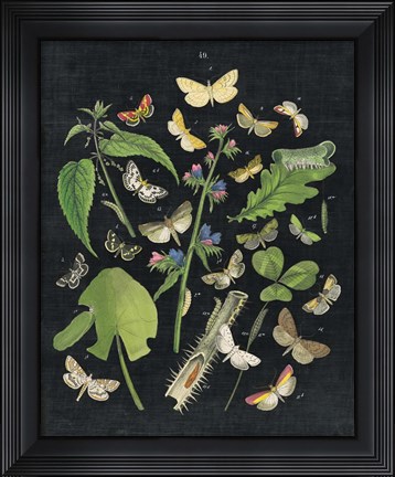 Framed Butterfly Bouquet on Black III Print