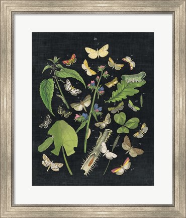 Framed Butterfly Bouquet on Black III Print