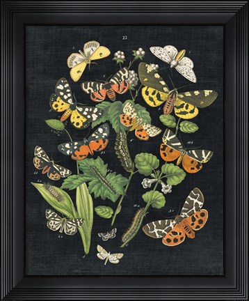 Framed Butterfly Bouquet on Black IV Print